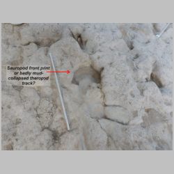 DSCN0528cr Possible sauropod manus.jpg